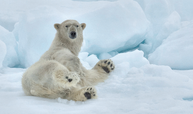 △ 北极之王&mdash;&mdash;北极熊