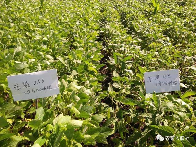 黑龙江省黑河市领导一行莅临芽状元考察指导