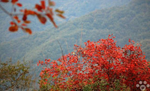 【大鸿寨红叶节】牛1作品