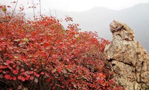  【大鸿寨红叶节】四十大盗作品