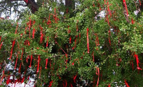 【大鸿寨红叶节】彼得潘作品