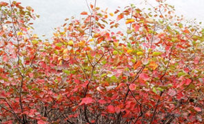 【大鸿寨红叶节】想成为汉堡的作品