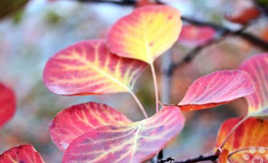 【大鸿寨红叶节】小水不渴作品