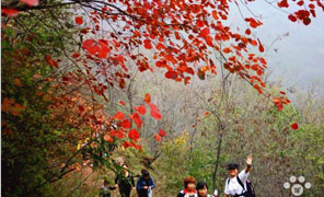 【大鸿寨红叶节】 放大镜作品