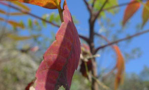 【大鸿寨红叶节】dd笨笨的作品 