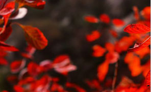  【大鸿寨红叶节】草堂作品