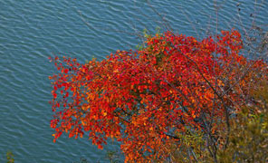【大鸿寨红叶节】神州行作品