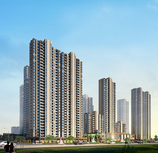 精细的品质 温暖的心 西施探盘之保利百合