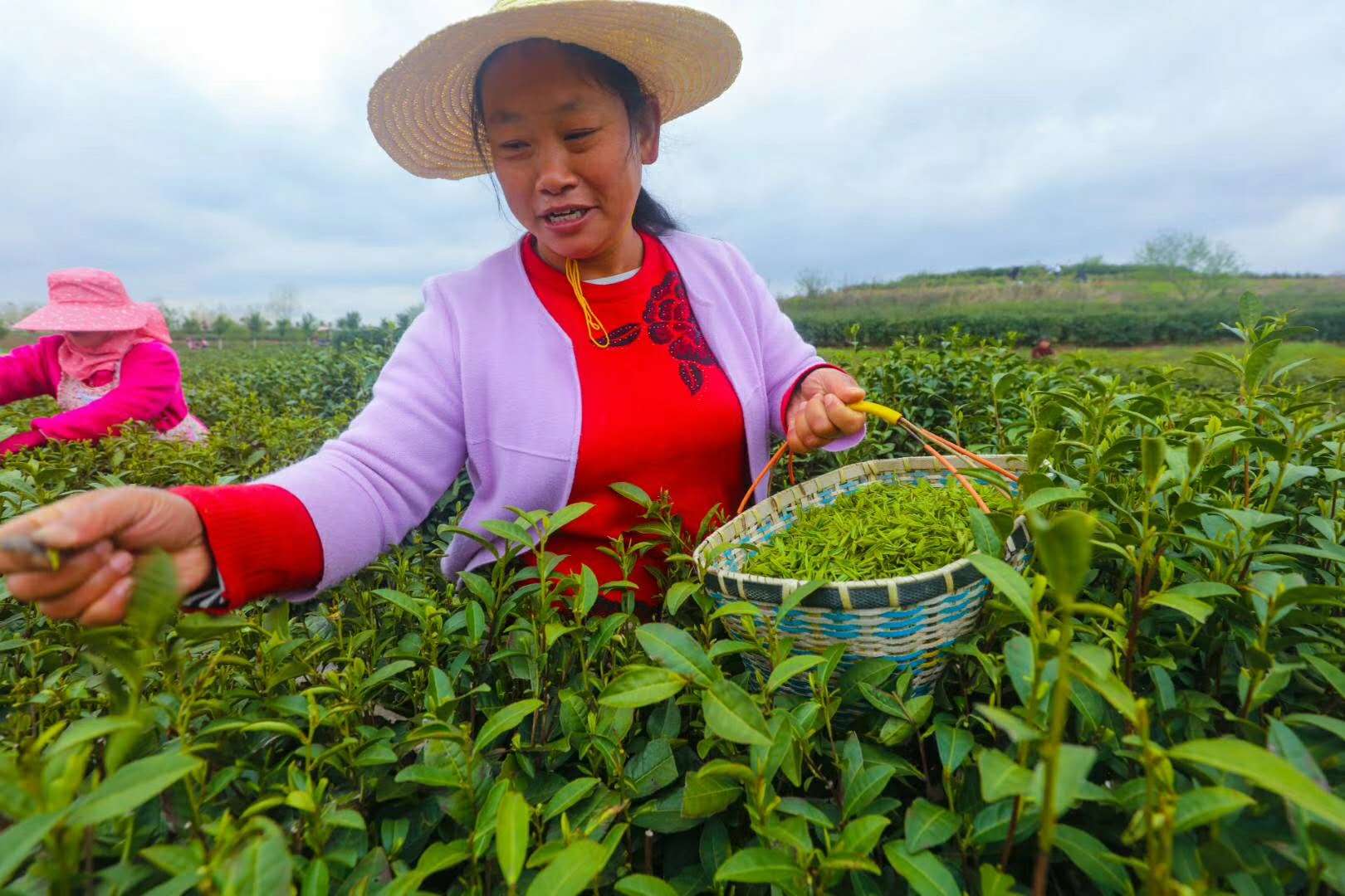 光山:种植茶叶富全村