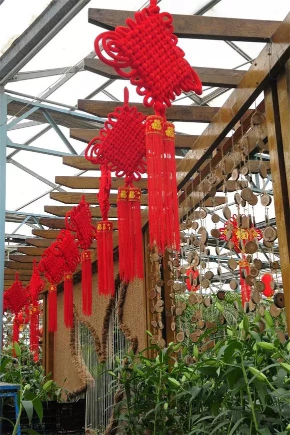 绿博园：春节百合盛开，花海美景给你“好看”