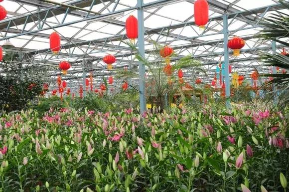 绿博园：春节百合盛开，花海美景给你“好看”