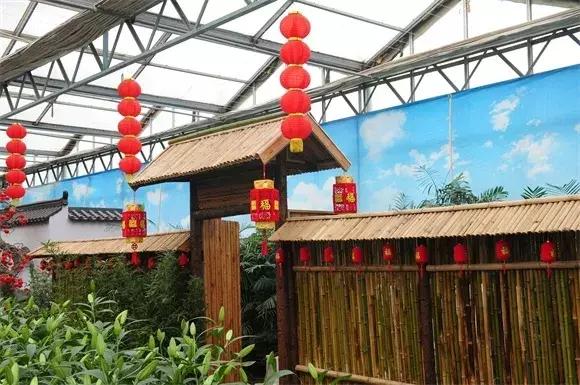 绿博园：春节百合盛开，花海美景给你“好看”