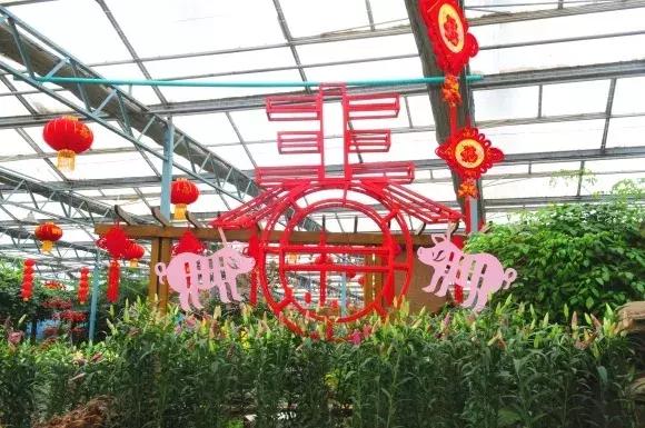 绿博园：春节百合盛开，花海美景给你“好看”