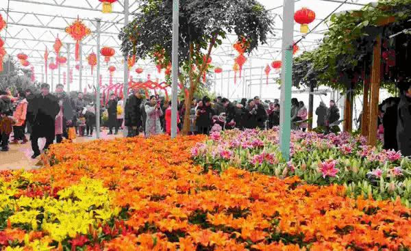 绿博园：春节百合盛开，花海美景给你“好看”
