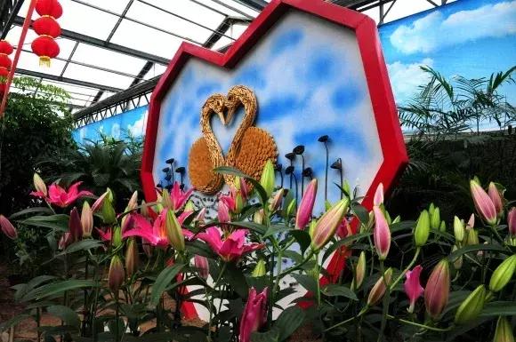 绿博园：春节百合盛开，花海美景给你“好看”