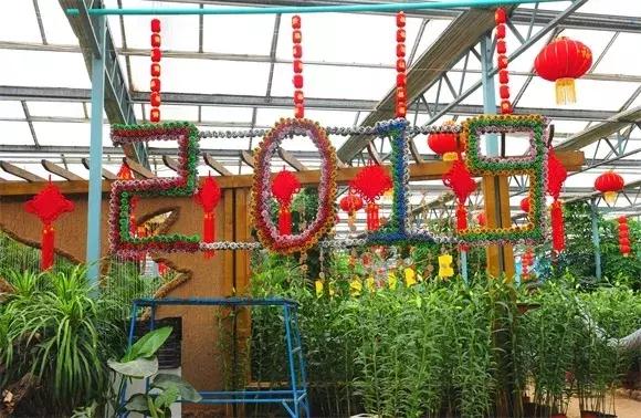 绿博园：春节百合盛开，花海美景给你“好看”