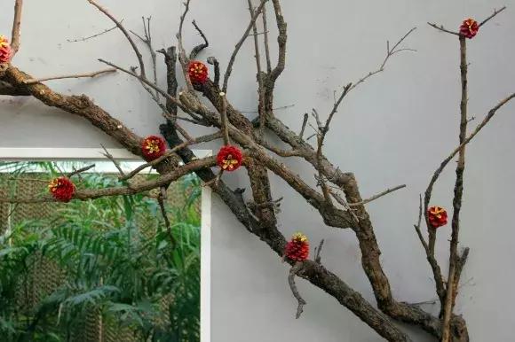 绿博园：春节百合盛开，花海美景给你“好看”