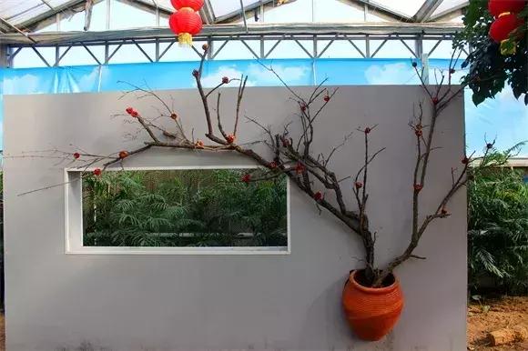 绿博园：春节百合盛开，花海美景给你“好看”