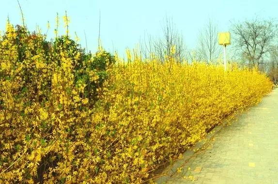 绿博园:2019春季问花节3月30日开幕