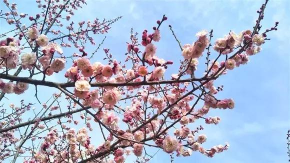 绿博园:2019春季问花节3月30日开幕