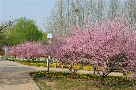 绿博园:2019春季问花节3月30日开幕