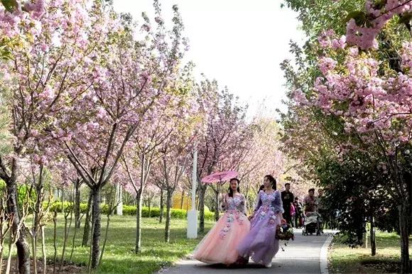 绿博园:2019春季问花节3月30日开幕