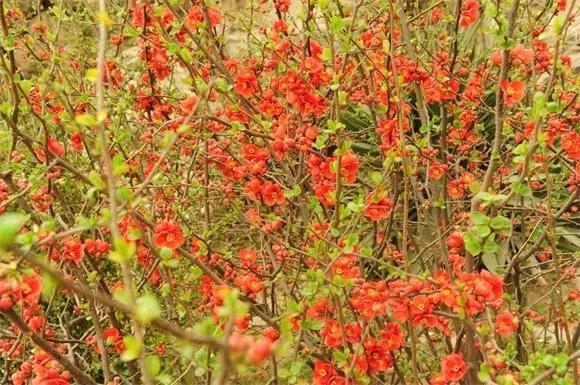 绿博园:2019春季问花节3月30日开幕