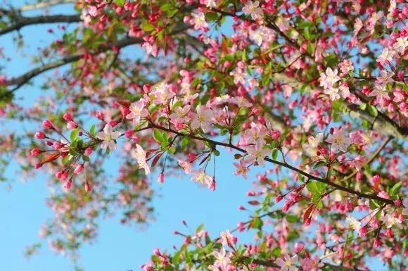 绿博园:2019春季问花节3月30日开幕