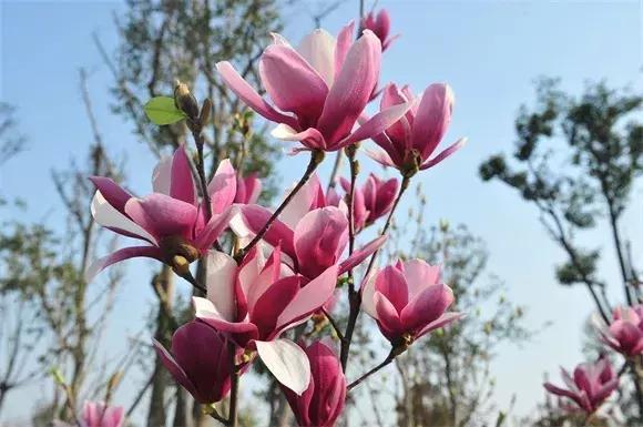 绿博园:2019春季问花节3月30日开幕