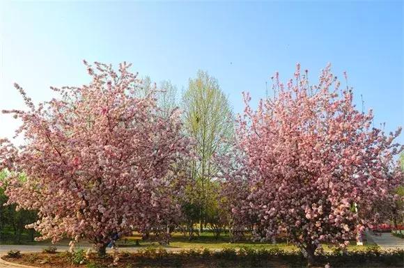 绿博园:2019春季问花节3月30日开幕