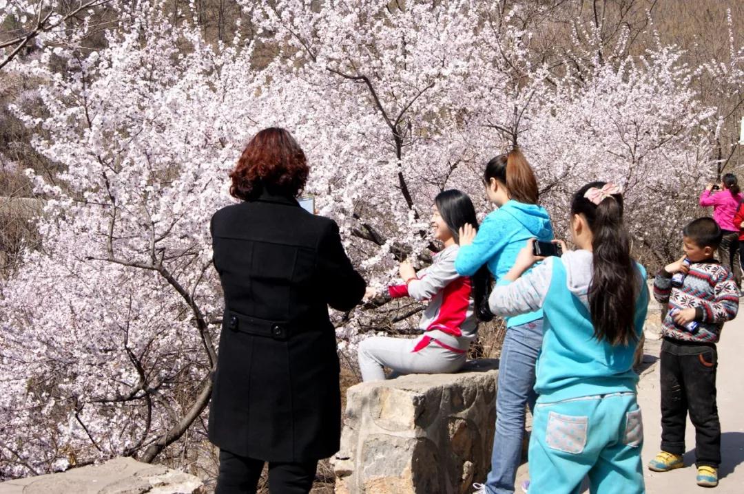 @所有人，豫北最大的野生山桃花基地进入最佳赏花期！