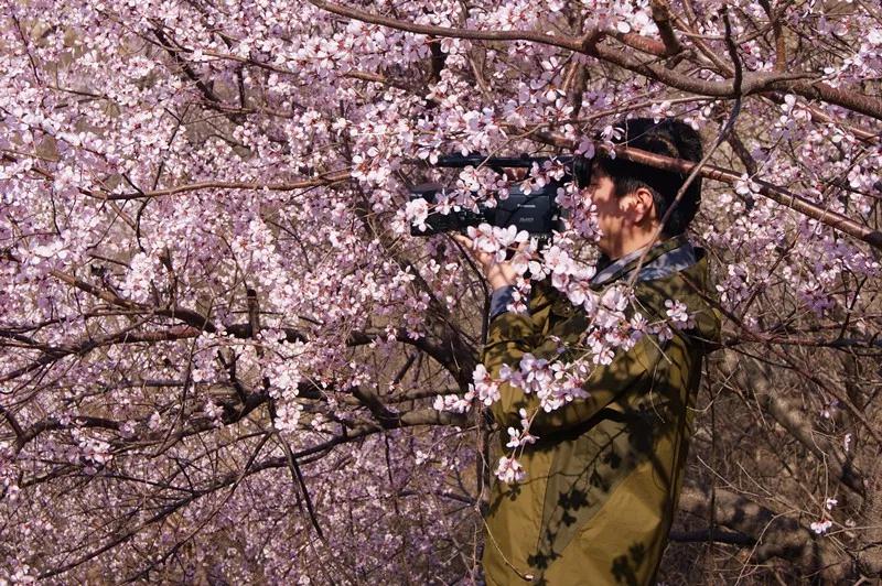 @所有人，豫北最大的野生山桃花基地进入最佳赏花期！