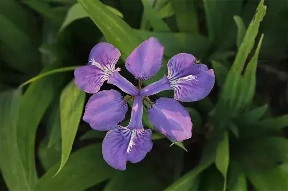 绿博园:五一近郊游,赏花正当时