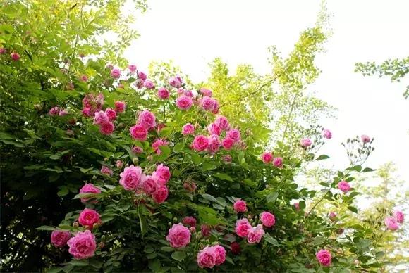 绿博园:五一近郊游,赏花正当时