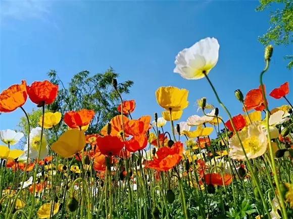 绿博园:五一近郊游,赏花正当时