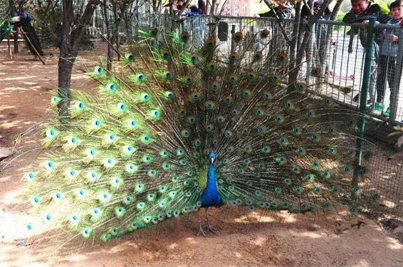 绿博园:五一近郊游,赏花正当时