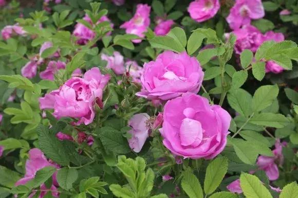 绿博园:五一近郊游,赏花正当时