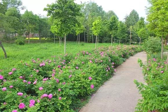 绿博园:五一近郊游,赏花正当时