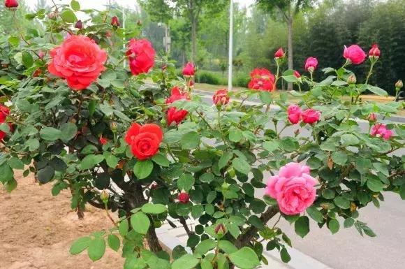 绿博园:五一近郊游,赏花正当时