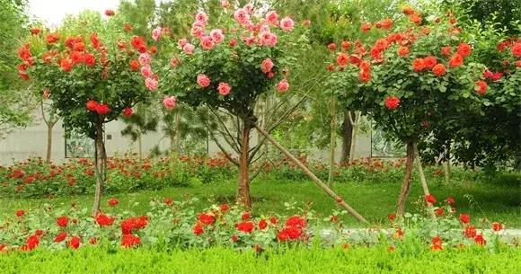 绿博园:五一近郊游,赏花正当时