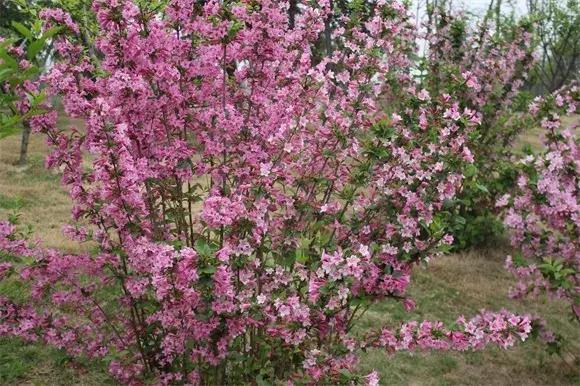 绿博园:五一近郊游,赏花正当时