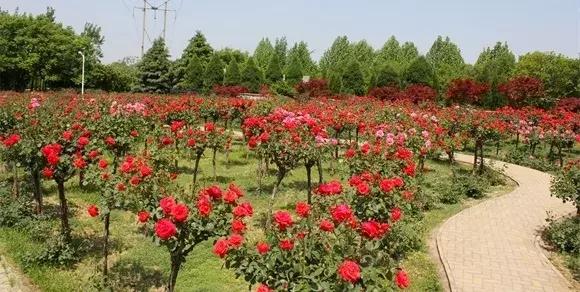 绿博园:五一近郊游,赏花正当时