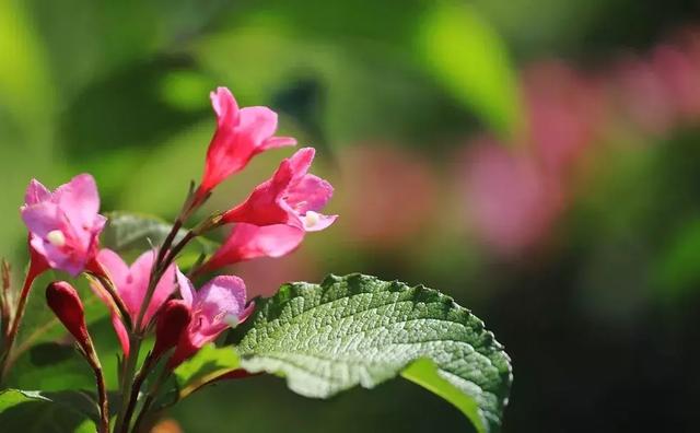 绿博园:五一近郊游,赏花正当时