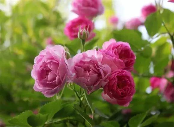 绿博园:五一近郊游,赏花正当时