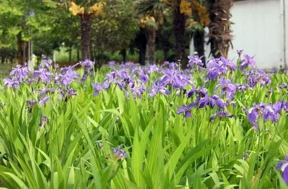 绿博园:五一近郊游,赏花正当时