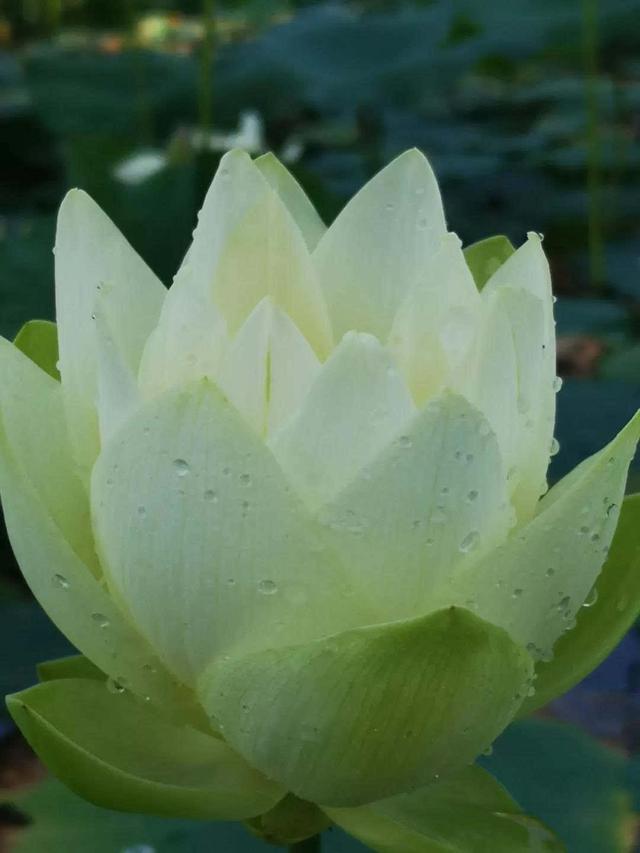 为“荷”而来观大典