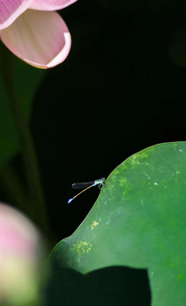 为“荷”而来观大典