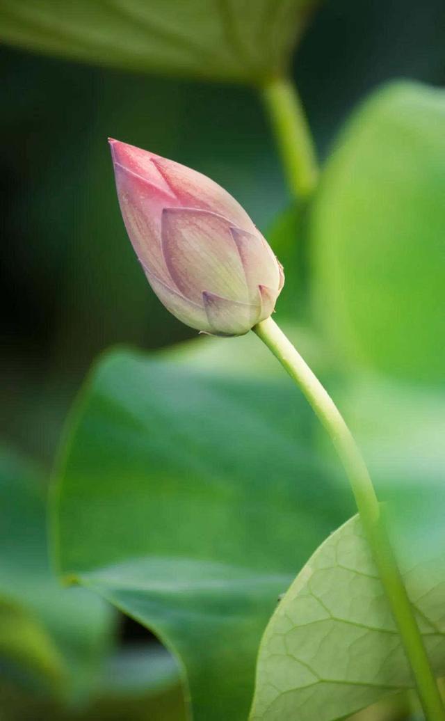 为“荷”而来观大典