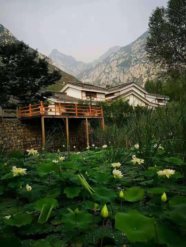 为“荷”而来观大典