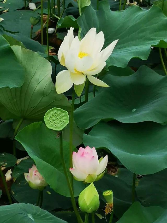 为“荷”而来观大典